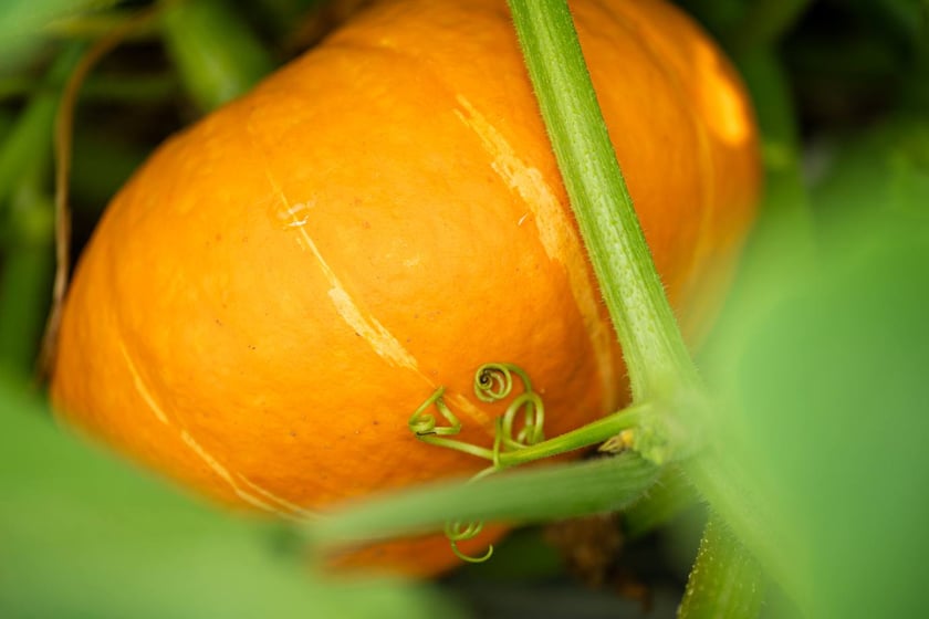 Miejska Farma Wrocławia